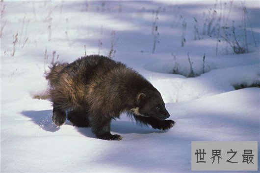 关于狼獾的十大有趣事实，传说可以拯救世界