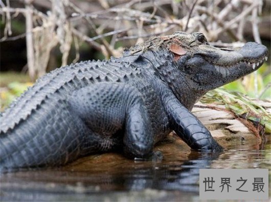 世界上最大的鳄鱼，咸水鳄体重两千斤曾杀死4000个日本人