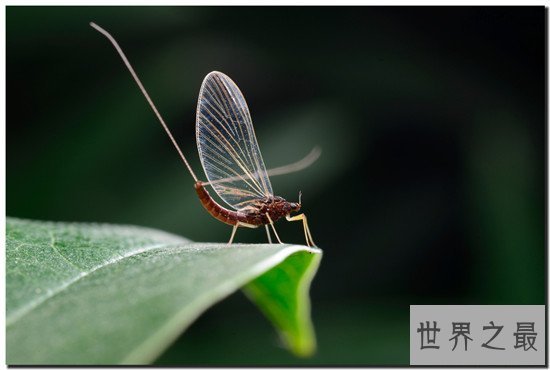 世界上寿命最短的昆虫， 蜉蝣朝生而暮死可谓尽其乐