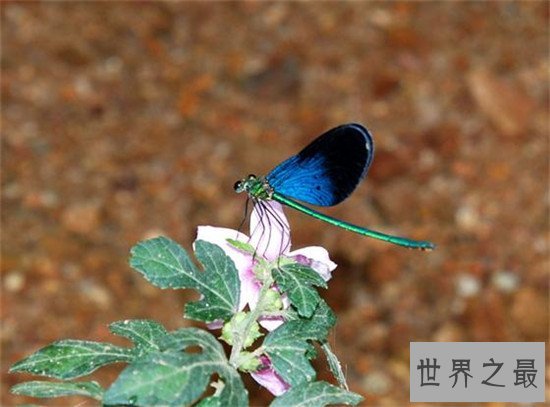 世界上寿命最短的昆虫， 蜉蝣朝生而暮死可谓尽其乐