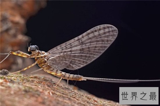 世界上寿命最短的昆虫， 蜉蝣朝生而暮死可谓尽其乐