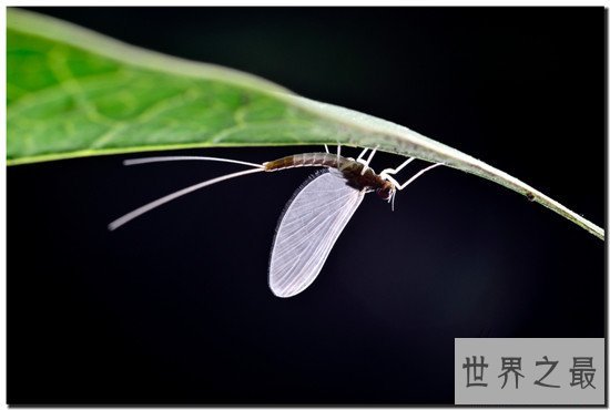 世界上寿命最短的昆虫， 蜉蝣朝生而暮死可谓尽其乐