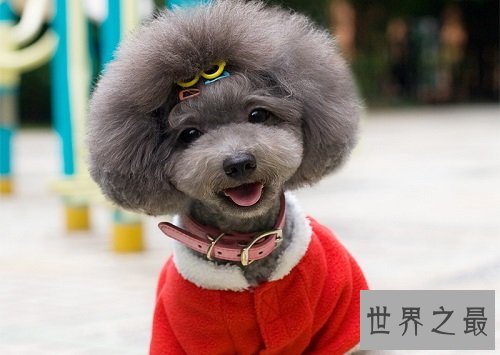 贵宾犬和泰迪的区别分不清？原因具有是这个！