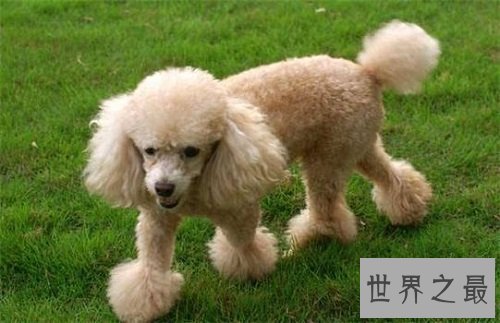 贵宾犬和泰迪的区别分不清？原因具有是这个！