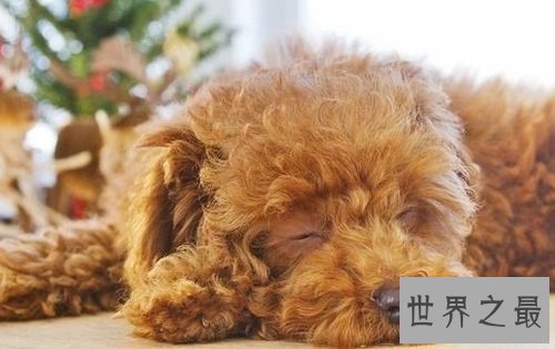 贵宾犬和泰迪的区别分不清？原因具有是这个！