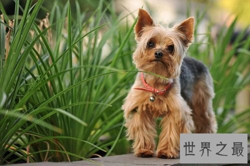 贵宾犬和泰迪的区别分不清？原因具有是这个！