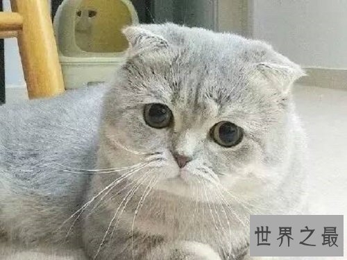 折耳猫遗传病都有哪些呢？一起来了解下吧！