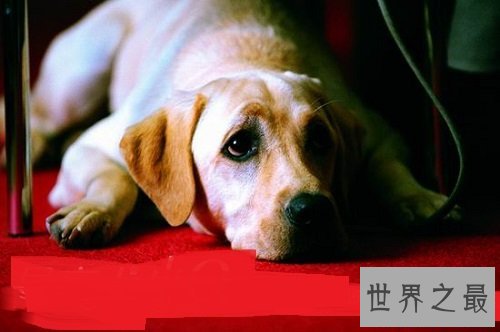 导盲犬小q你了解吗？世界上最有爱的狗狗！