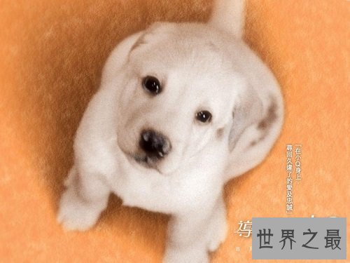 导盲犬小q你了解吗？世界上最有爱的狗狗！