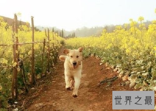 导盲犬小q你了解吗？世界上最有爱的狗狗！