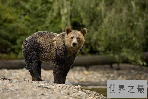 世界上10种最危险的狩猎动物，对人类威胁最大的是它！