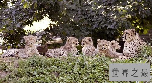 美国最受欢迎的动物园排行榜，第一因有大熊猫游客年过亿