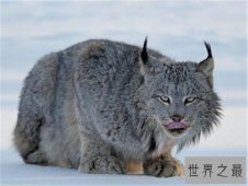 世界十大禁养名猫，国家二级保护动物“猞猁”非常之凶残