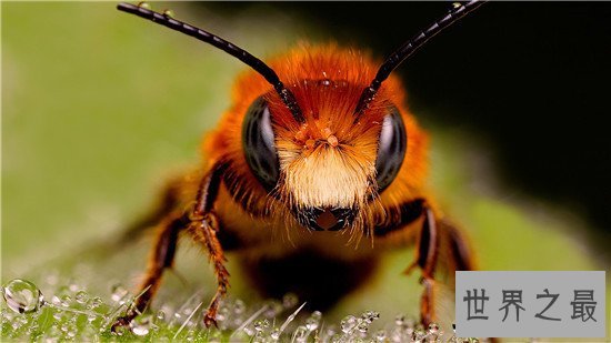 世界上最危险的十大昆虫，亚洲大黄蜂的毒性可不是吹出来的