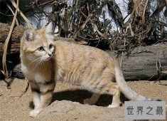 巴基斯坦沙猫非常温顺，但繁殖困难濒临灭绝