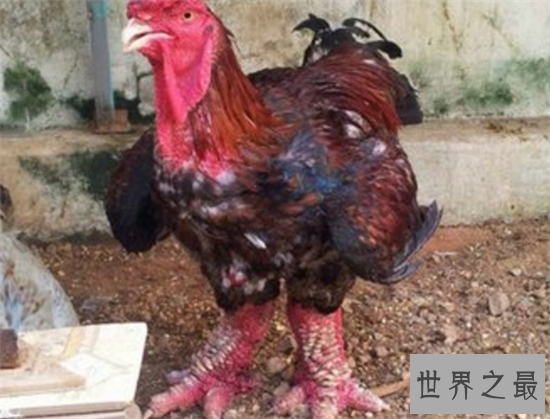 越南东涛鸡肉质鲜美，身价达万元供不应求