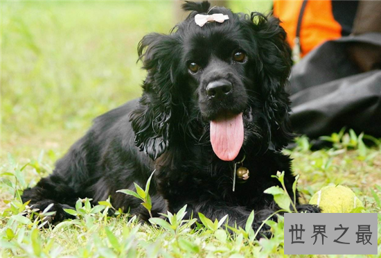 小型雪纳瑞犬活泼好动，没有攻击性待人友好