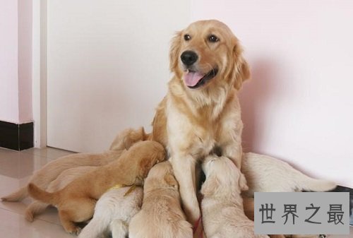 什么狗最好养？居家必备好犬大推荐！