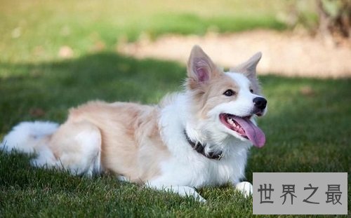 什么狗最好养？居家必备好犬大推荐！