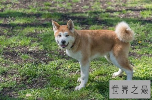 秋田犬价格大起底，纯种秋田犬价格大盘点！