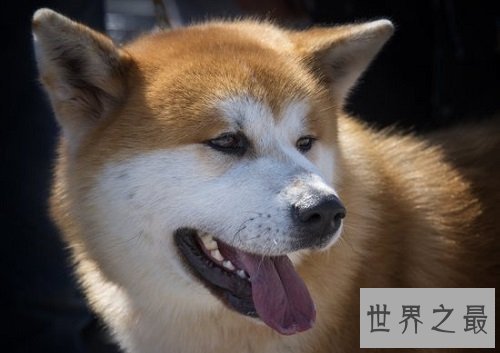 秋田犬价格大起底，纯种秋田犬价格大盘点！