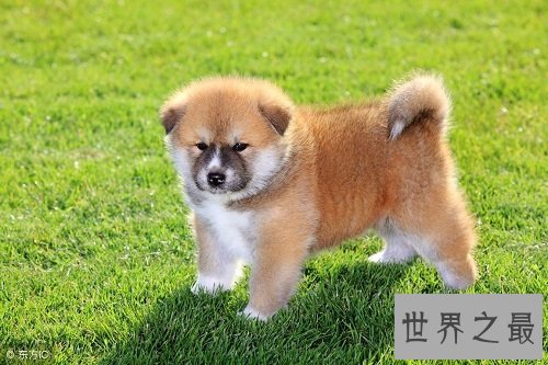 秋田犬价格大起底，纯种秋田犬价格大盘点！