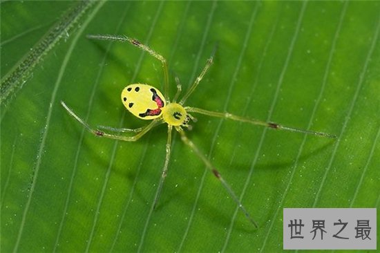 笑脸蜘蛛长着人类微笑的脸，是一种五毒的五彩蜘蛛