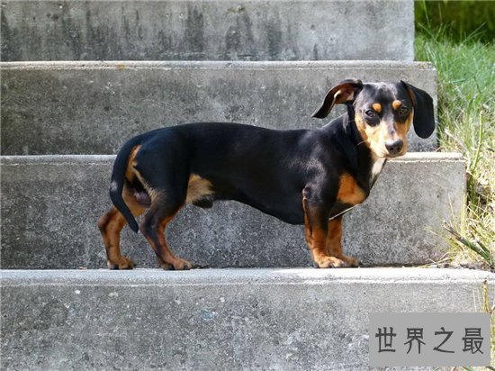 世界十大名犬排行榜，憨厚可爱的拉布拉多仅排第十位！