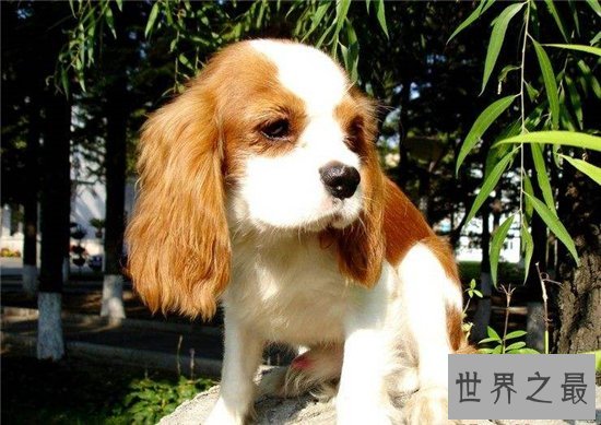 世界十大名犬排行榜，憨厚可爱的拉布拉多仅排第十位！