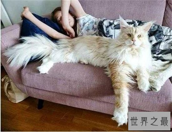 世界上最丑的猫排行榜，浑身上下没有一根毛！