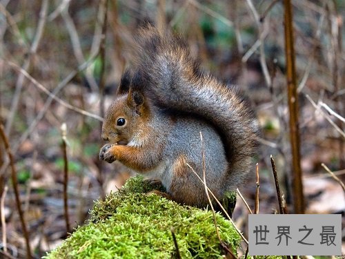 小松鼠怎么过冬呢？答案居然是这样的！