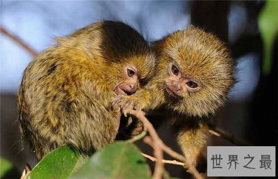 狨猴许多特点与人相似，但却被人拿来做科学实验