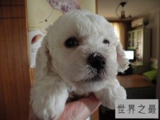 适合家养的小型犬有哪些？为你实力推荐心水好犬！