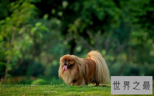 适合家养的小型犬有哪些？为你实力推荐心水好犬！