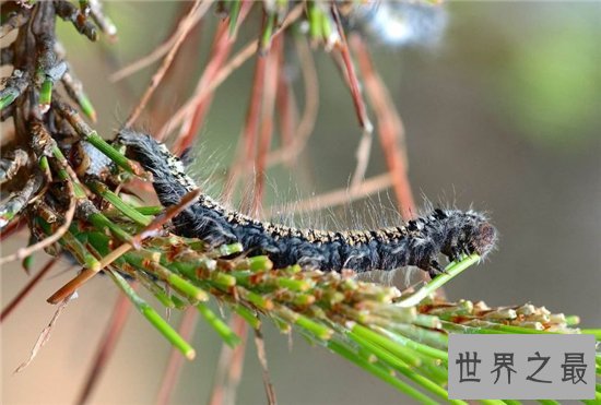 松毛虫成为胶东半岛的美食，试过的人都表示很美味