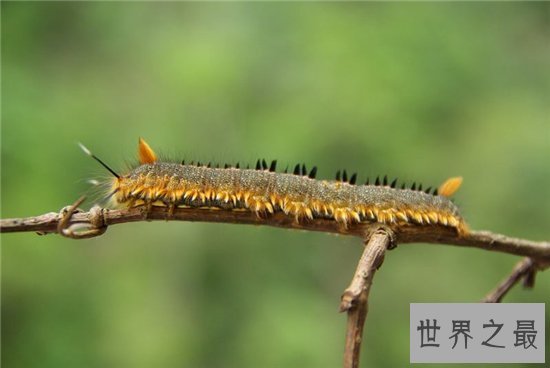 松毛虫成为胶东半岛的美食，试过的人都表示很美味