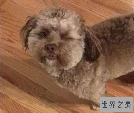 人面犬多次真实出现，看起来变异又惊悚恐怖