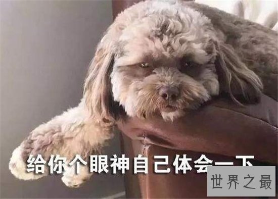 人面犬多次真实出现，看起来变异又惊悚恐怖