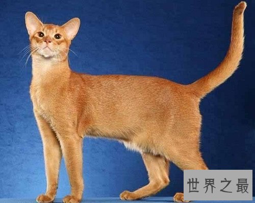 阿比西尼亚猫芭蕾舞猫，最傲娇的猫星人！