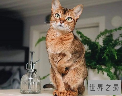 阿比西尼亚猫芭蕾舞猫，最傲娇的猫星人！