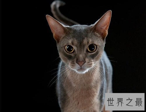 阿比西尼亚猫芭蕾舞猫，最傲娇的猫星人！