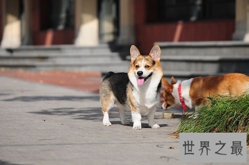 威尔士柯基犬犬中新贵，英国王室的专宠！