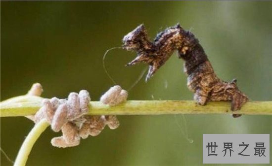 僵尸毛虫寄生的过程，听幼虫指挥最终被控制