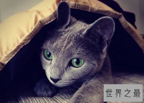 俄罗斯蓝猫冬日精灵，史上最粘人的猫星人！