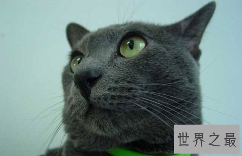 俄罗斯蓝猫冬日精灵，史上最粘人的猫星人！