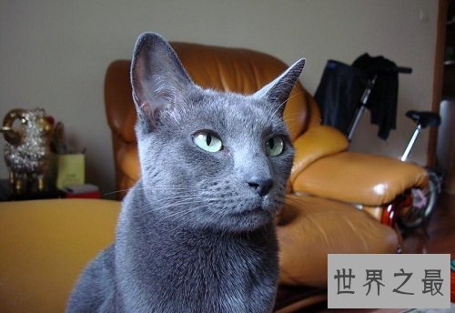 俄罗斯蓝猫冬日精灵，史上最粘人的猫星人！