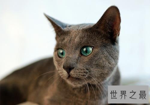 俄罗斯蓝猫冬日精灵，史上最粘人的猫星人！