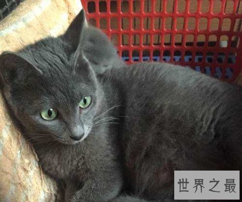 俄罗斯蓝猫冬日精灵，史上最粘人的猫星人！