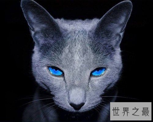 俄罗斯蓝猫冬日精灵，史上最粘人的猫星人！