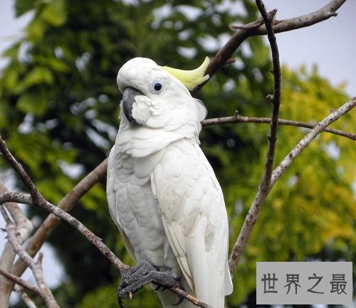 葵花鹦鹉大有来头，世界上最长寿的鹦鹉！